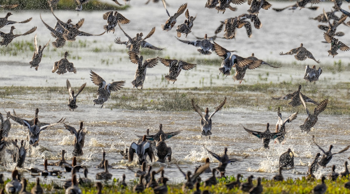 40 Migratory Species Win International Protection in Historic Conservation Agreement