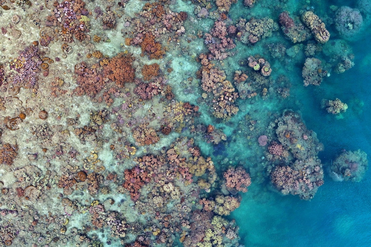 Record Coral Cover Returns to Great Barrier Reef After Decade of Restoration
