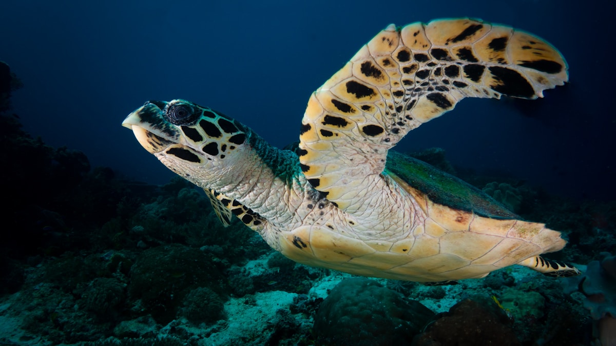 Marine Biologist's Three-Month Mission Transforms Heavily Barnacled Sea Turtle's Life