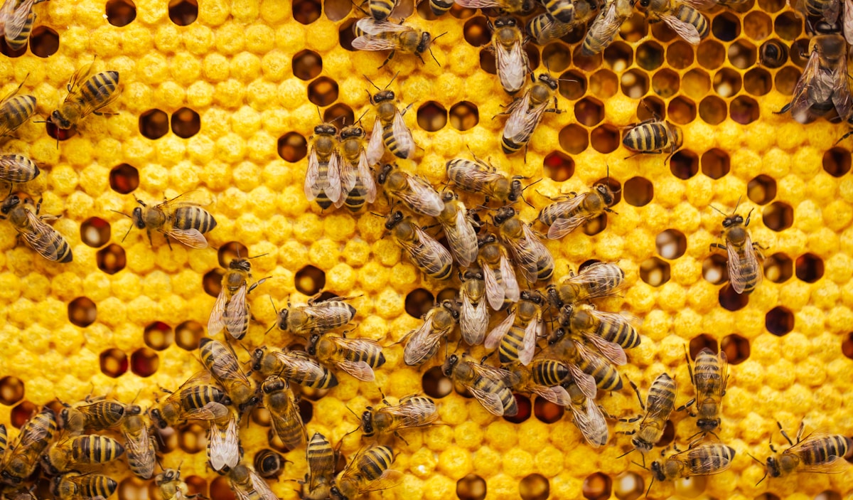 Beekeeper's Gentle Act Reveals How Honey Bees Can Safely Retract Their Stingers
