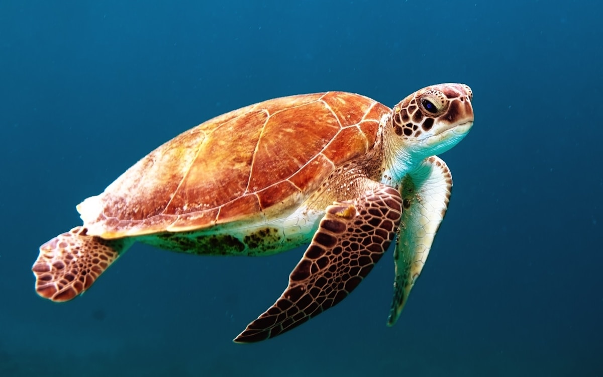 Remarkable Recovery: Five Sea Turtles Thrive After Two Months of Care