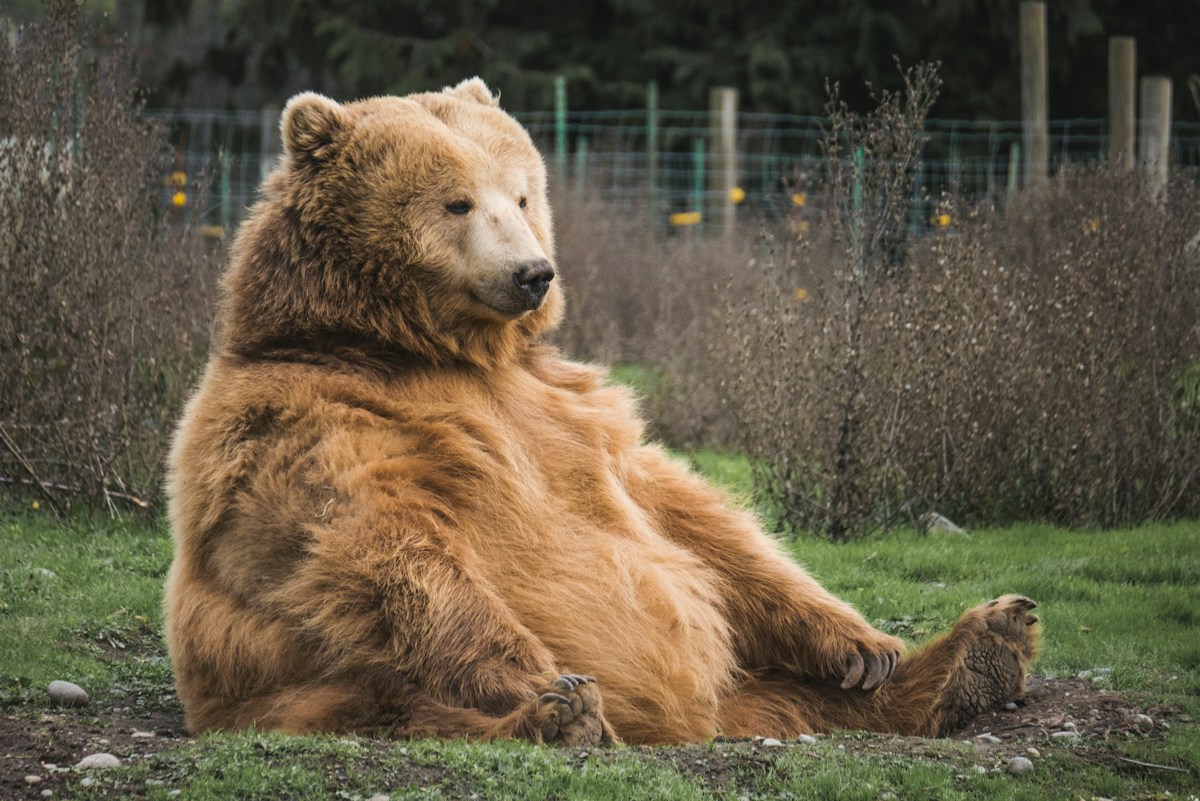 Fat Bear Week Crowns Its 2024 Champion with a Delightful Digital Celebration