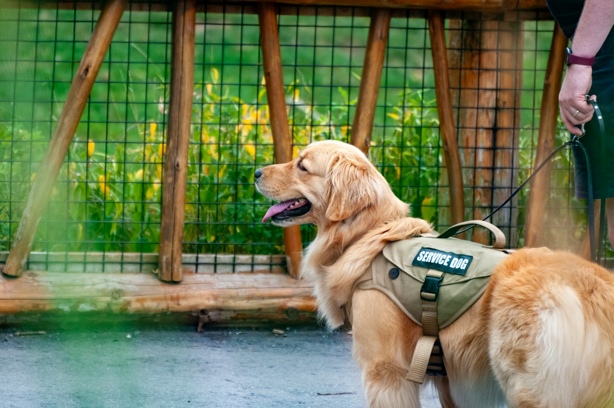 Meet the Dedicated Conservation Dog Protecting Scotland's Marine Life From Invasive Species