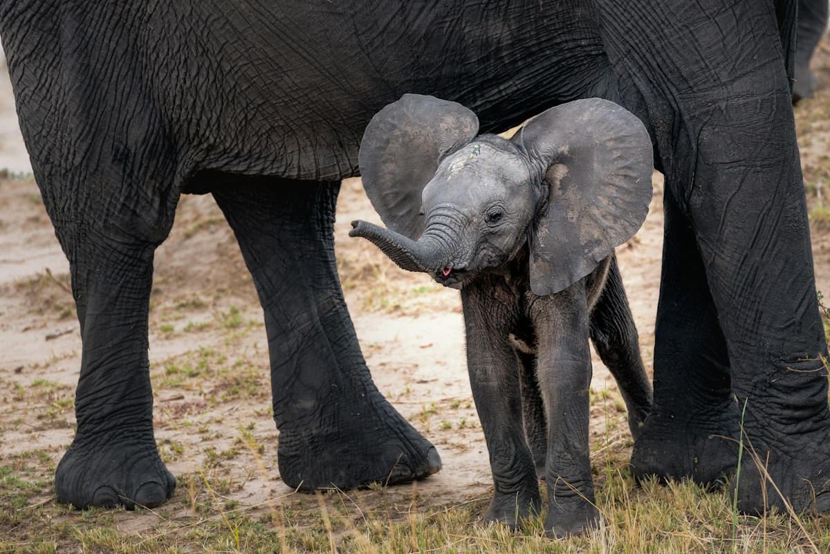 Rescued Baby Elephant Named 'Little Frog' Thrives Thanks to Dedicated Keepers