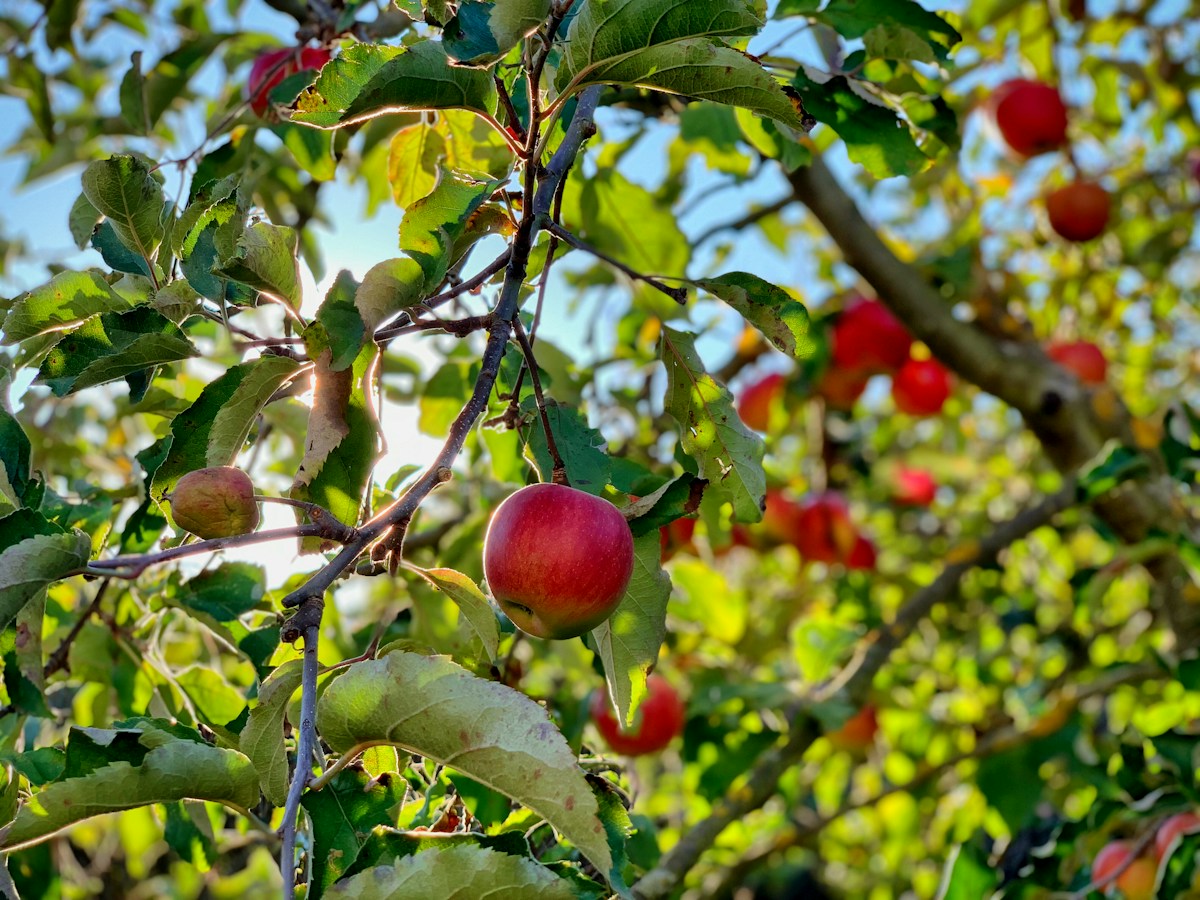 The 'Apple Detective' reviving lost heritage fruit trees from the brink of extinction